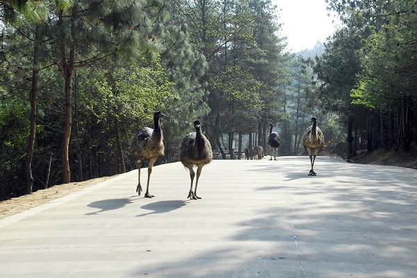 鴯鹋(食草動物散放區(qū))a.jpg