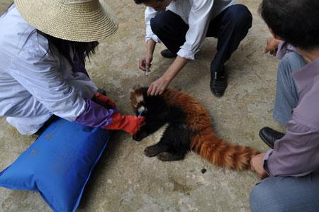 G:\gz\湄公河集團(tuán)概況\生物科技\生物科技圖片\拯救小熊貓.jpg G:\gz\湄公河集團(tuán)概況\生物科技\生物科技圖片\拯救小熊貓.jpg